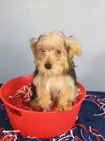 Frannie, a male Yorkshire Terrier for sale in Effingham, IL – 7 of 8