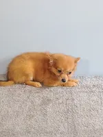 Peter, a male Pomchi for sale in Effingham, IL – 2 of 8