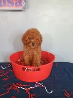 Cherry, a female Cavapoo for sale in Effingham, IL – 2 of 10