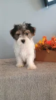 Pinto, a male Morkie for sale in Effingham, IL – 7 of 9