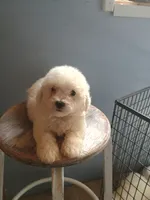 Buster, a male Bichon Frise for sale in Effingham, IL – 9 of 9