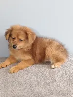 Phillip, a male Pomchi for sale in Effingham, IL – 5 of 8