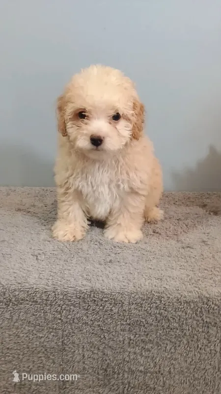 Penny – Poodle - Toy  puppy for sale in Effingham, IL