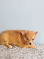 Piper, a female Pomchi for sale in Effingham, IL – 7 of 8