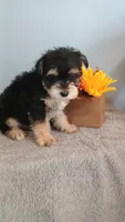 Apollo , a male Morkie for sale in Effingham, IL – 3 of 5