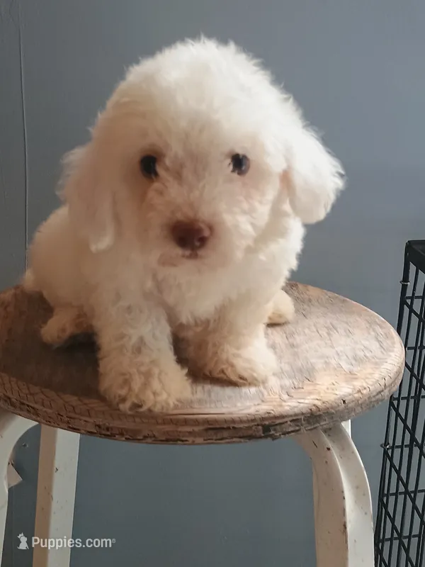 Bixby – Bichon Frise puppy for sale in Effingham, IL
