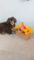 Patti, a female Poodle - Toy  for sale in Effingham, IL – 7 of 10
