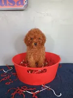 Cherry, a female Cavapoo for sale in Effingham, IL – 7 of 10