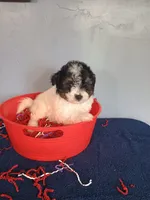 Pumpkin, a male Pomapoo for sale in Effingham, IL – 8 of 10