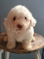 Bixby, a male Bichon Frise for sale in Effingham, IL – 3 of 5
