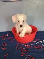 Jumper, a male Westiepoo for sale in Effingham, IL – 6 of 7