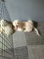 Alex, a male Bichpoo for sale in Effingham, IL – 1 of 6