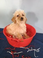 Happy, a male Havapoo for sale in Effingham, IL – 6 of 10