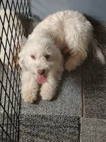 Alex, a male Bichpoo for sale in Effingham, IL – 6 of 6