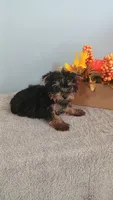 Yvonne, a female Yorkshire Terrier for sale in Effingham, IL – 2 of 3