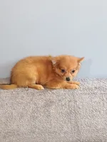 Peter, a male Pomchi for sale in Effingham, IL – 6 of 8