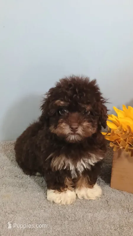 Patti – Poodle - Toy  puppy for sale in Effingham, IL
