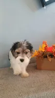 Pinto, a male Morkie for sale in Effingham, IL – 4 of 9