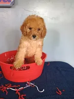 Cheri, a female Cavapoo for sale in Effingham, IL – 4 of 10