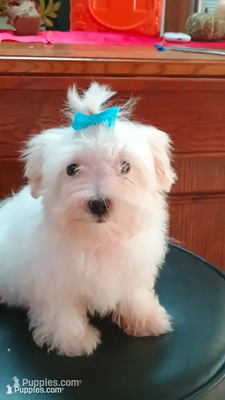 Hank – Maltese puppy for sale in Effingham, IL