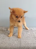 Peter, a male Pomchi for sale in Effingham, IL – 8 of 8