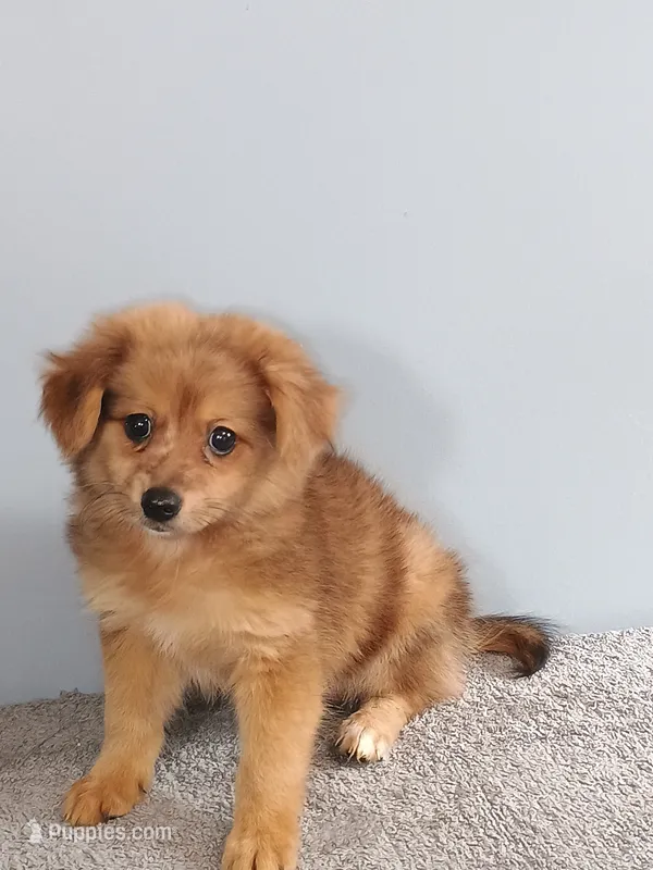 Phillip – Pomchi puppy for sale in Effingham, IL
