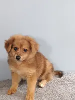 Phillip, a male Pomchi for sale in Effingham, IL – 1 of 8