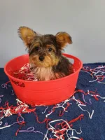 Frankie, a male Yorkshire Terrier for sale in Effingham, IL – 10 of 10