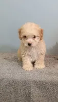 Penny, a female Poodle - Toy  for sale in Effingham, IL – 5 of 7