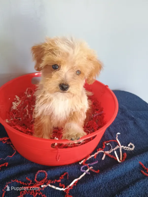 Smiley – Havapoo puppy for sale in Effingham, IL