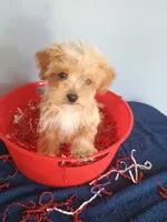 Smiley, a male Havapoo for sale in Effingham, IL – 1 of 10