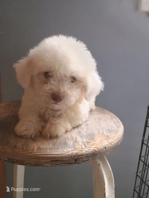 Betty – Bichon Frise puppy for sale in Effingham, IL