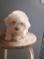 Betty, a female Bichon Frise for sale in Effingham, IL – 1 of 8