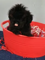 Spartan , a male Cockapoo for sale in Effingham, IL – 9 of 10