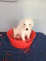 Juniper, a male Westiepoo for sale in Effingham, IL – 8 of 8