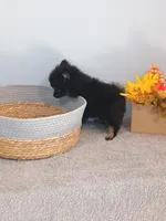 Pixydust, a female Pomeranian for sale in Effingham, IL – 7 of 10