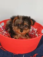 Frankie, a male Yorkshire Terrier for sale in Effingham, IL – 3 of 10