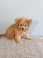 Paul, a male Pomchi for sale in Effingham, IL – 4 of 10