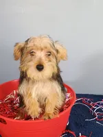 Frannie, a male Yorkshire Terrier for sale in Effingham, IL – 6 of 8
