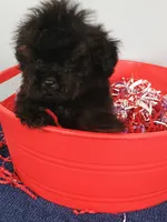 Spartan , a male Cockapoo for sale in Effingham, IL – 10 of 10