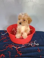 Smiley, a male Havapoo for sale in Effingham, IL – 5 of 10