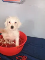 Juniper, a male Westiepoo for sale in Effingham, IL – 2 of 8