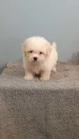 Harley, a female Maltese for sale in Effingham, IL – 4 of 4