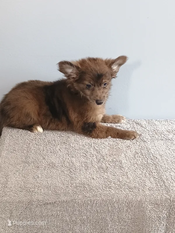 Parker – Pomchi puppy for sale in Effingham, IL