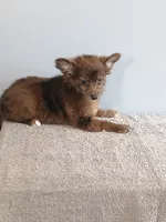 Parker, a male Pomchi for sale in Effingham, IL – 1 of 10