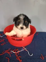 Pumpkin, a male Pomapoo for sale in Effingham, IL – 10 of 10