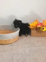 Pixydust, a female Pomeranian for sale in Effingham, IL – 2 of 10
