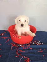 Jumper, a male Westiepoo for sale in Effingham, IL – 7 of 7