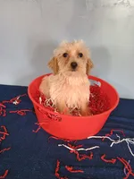 Happy, a male Havapoo for sale in Effingham, IL – 9 of 10