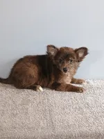 Parker, a male Pomchi for sale in Effingham, IL – 5 of 10
